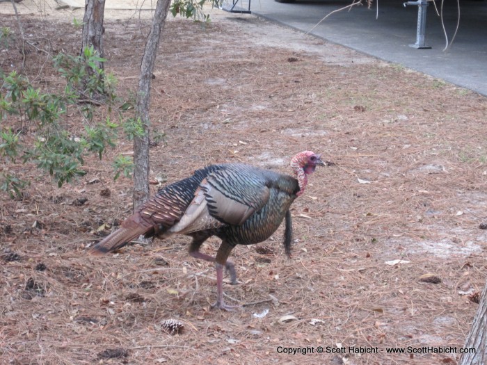 Wild turkeys walking around the campground.