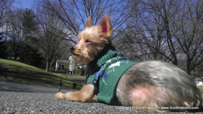 Like fireplaces, Riley likes laying in the sun.