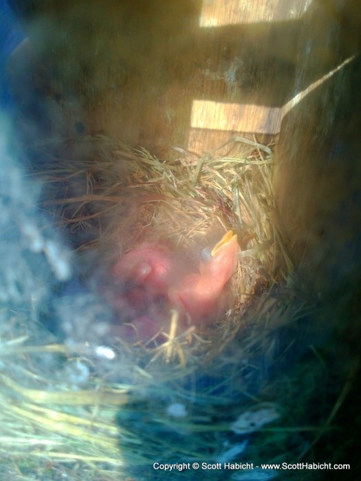 The bluebird eggs finally hatched!!!