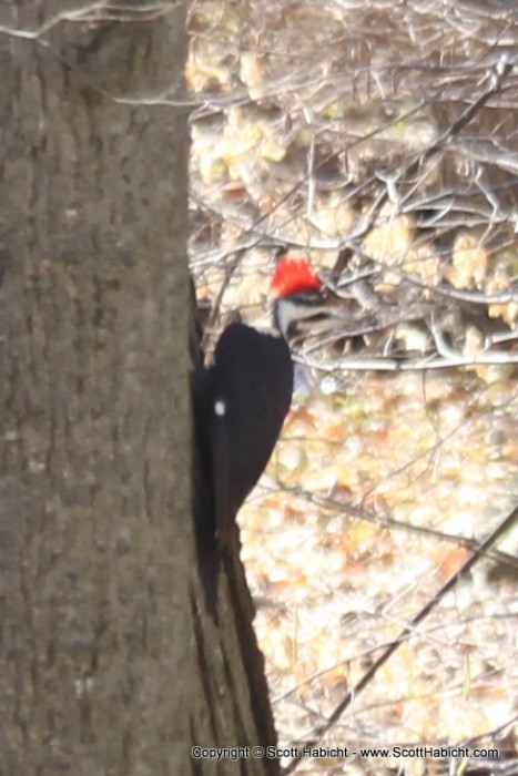 A pileated woodpecker sighting in my backyard. Very cool!