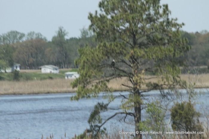 That is a bald eagle in the tree on the way home crossing the Nanticoke River.