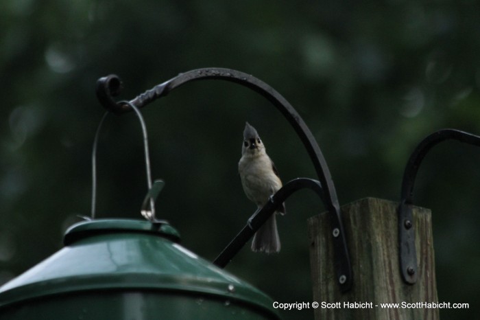 We get lots of birds, like this tufted titmouse.