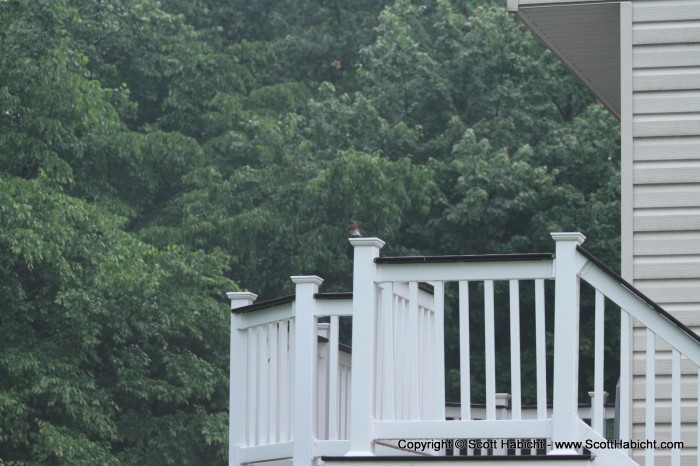 The male bluebird always keeps a close watch on things.