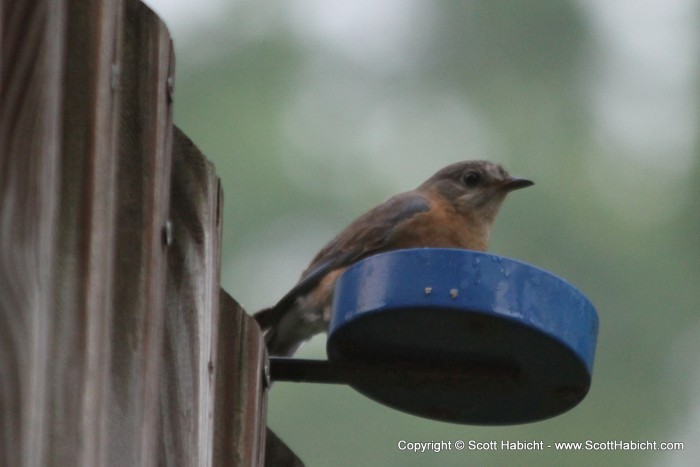 And the female bluebird was busy eating the worms I put out.