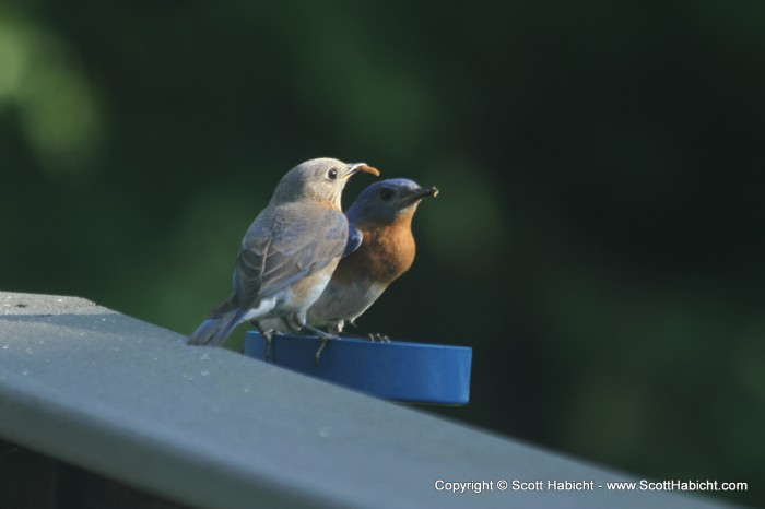 And the bluebirds were busy feeding their babies.