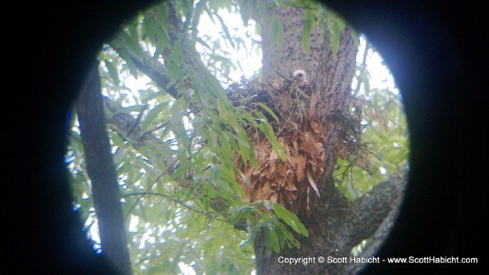 Looking through binoculars with the phone to get a picture of a baby hawk.