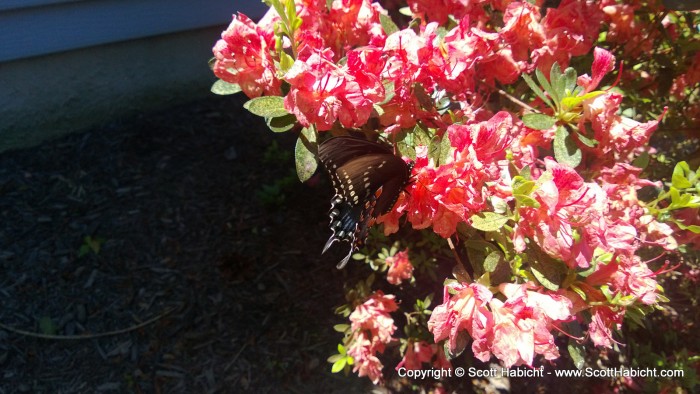 A butterfly outside of her house. Maybe someone else stopped by on Mother's Day.