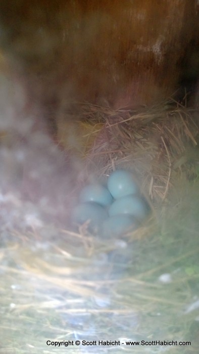 The bluebirds had finally laid eggs!!!