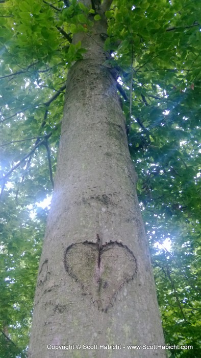 I carved that heart in the tree about 2-4 weeks before we were married in 2001. 12 years later and you can still see it.