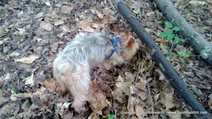 Riley on a walk in the woods.