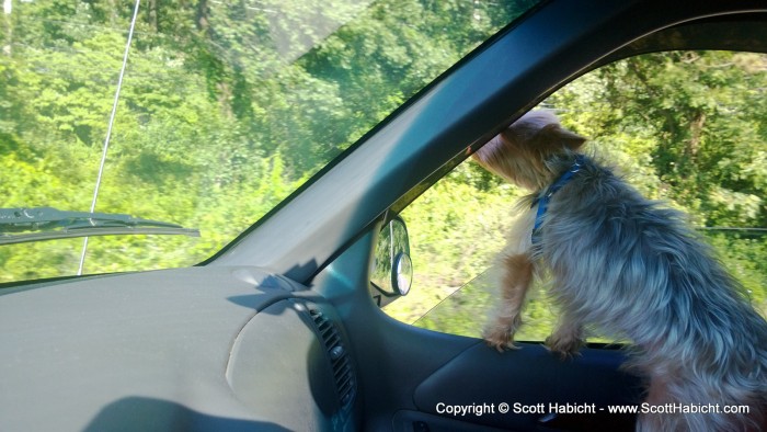 Riley loves car rides.