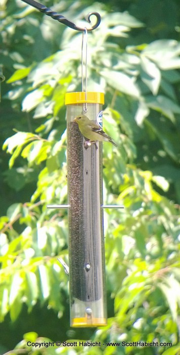 And watched the birds, like this American Goldfinch.