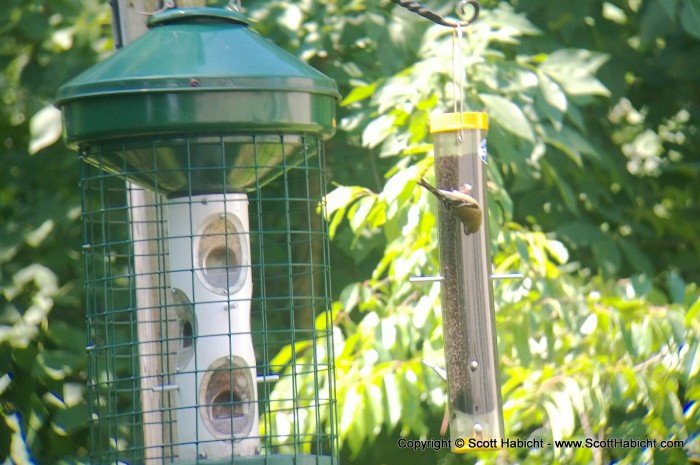 They hang upside down on this feeder to eat.