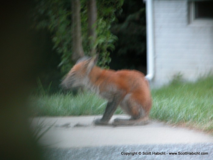 The first of several fox spottings in my neighboorhood.