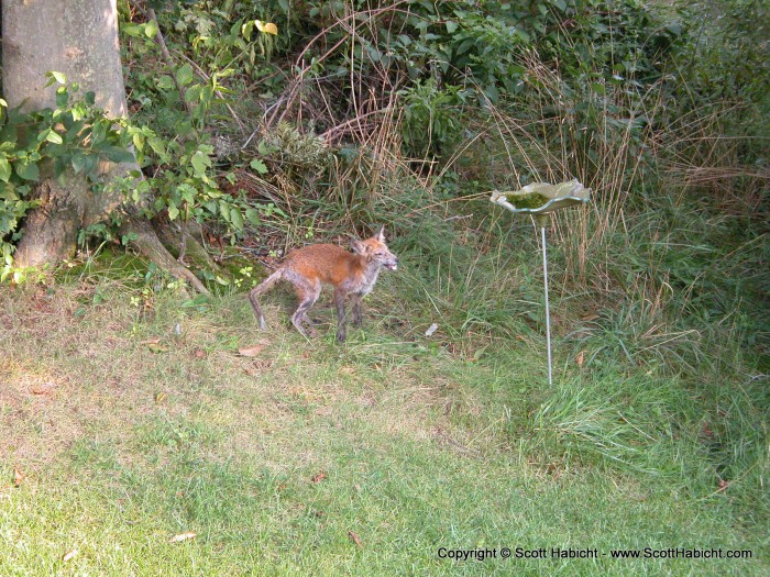 The fox is back, this time trying to get a drink from our bird bath.