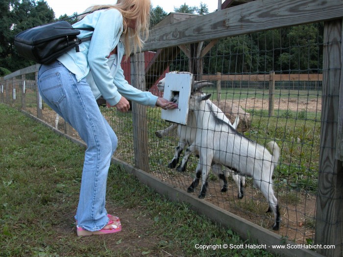 We were at a local orchard, and they had a petting zoo.