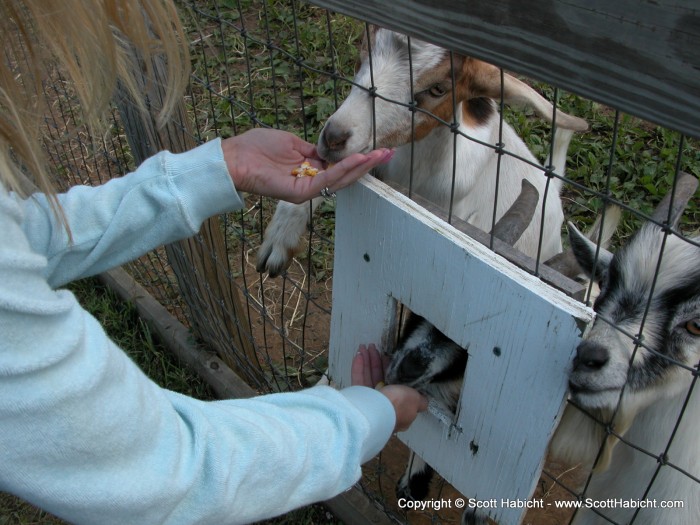 Kelli felt obliged to feed the animals.