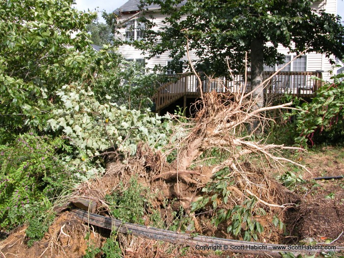 Sometime in the middle of the night, a tree uprooted and fell on my house.