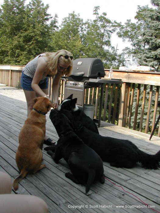 Sarah teaches the dogs a card trick.