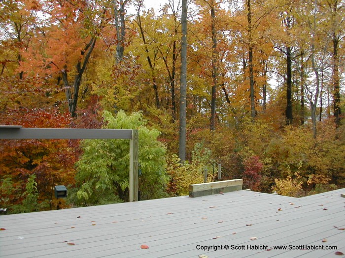 The color of the leaves changing in the backyard was outstanding this year.