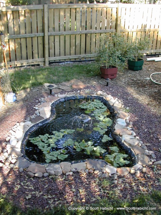 Mat's fish pond in his backyard.