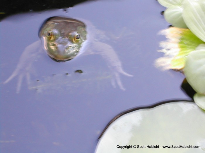 This frog seems to have made a home there.