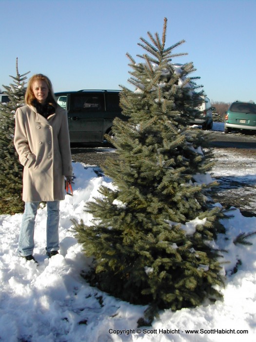 Christmas is drawing near, and Kelli has found a tree for us.