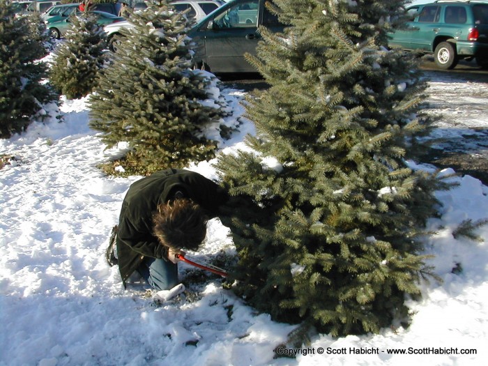 I had to be quick about sawing the tree down....The neighboors could be home any minute.