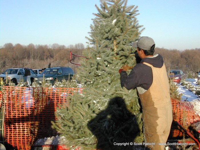 At the tree farm (no we didn't really cut down a neighboor's tree) they first shake your tree on this vibrating thing to get the loose needles out....