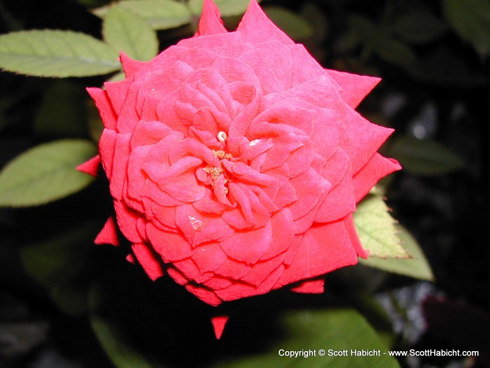 This was a flower in front of Scottie's house. It was the size of a silver dollar.