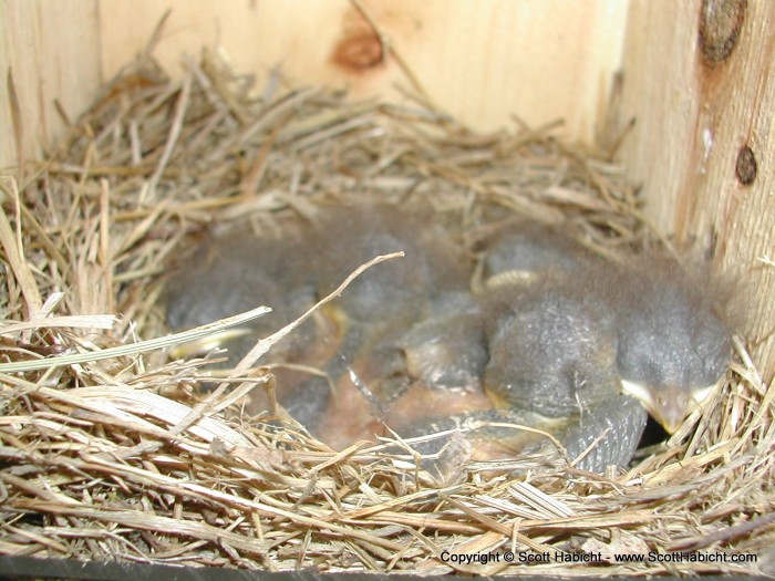 The babies inside the box.