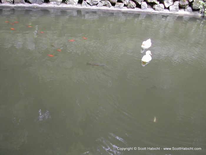 Some ducks and fish in a pond.