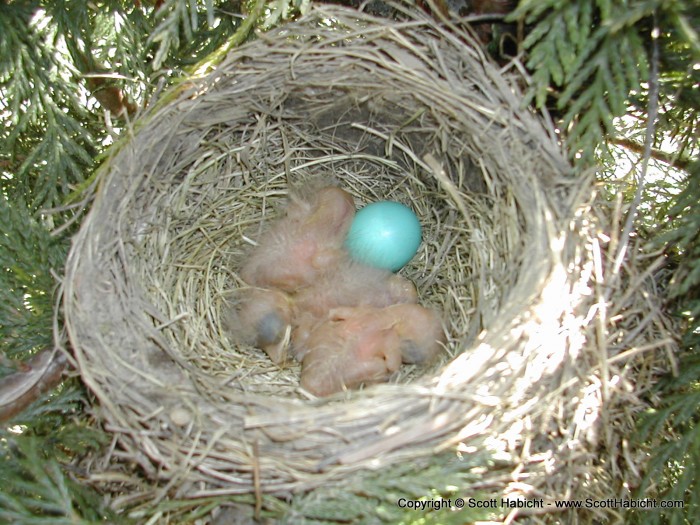 A robin's nest in our yard.