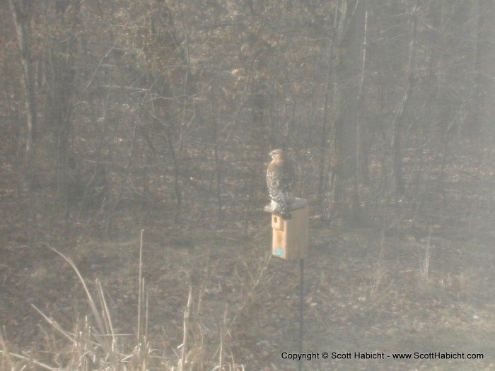 A hawk in our backyard.