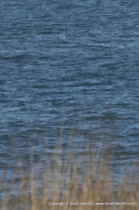 It's hard to see, but that is a bird plunging into the water after a fish.