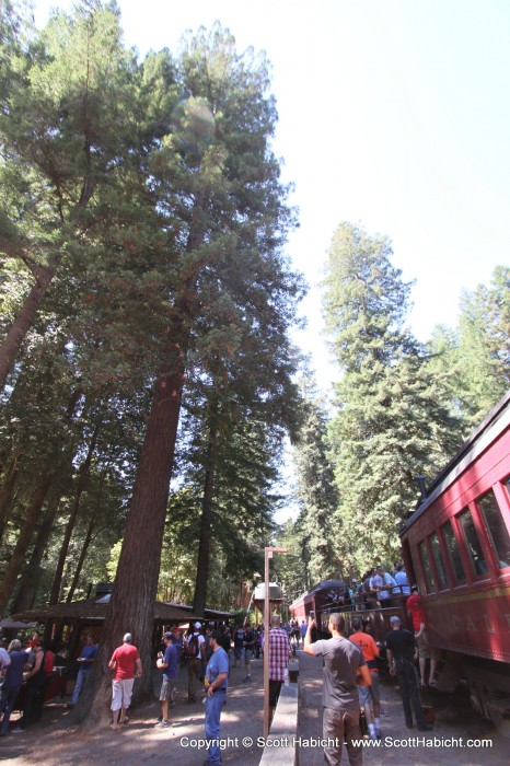 The stop was in the middle of a great redwood forest.