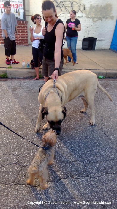 Riley gets along with all sizes of dogs. Check out the mastiff.