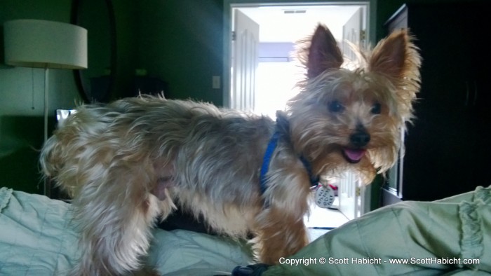 Happy, fluffy puppy.