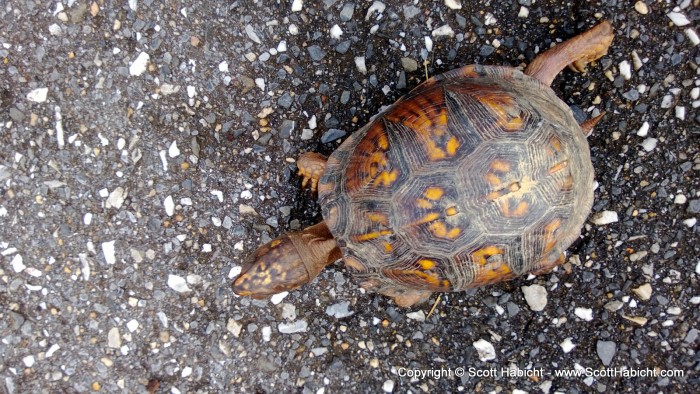 A turtle I found in my front yard.