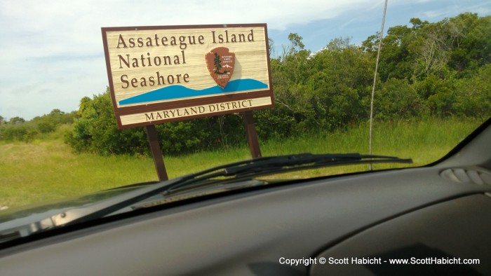 We decided to pack the car and head to Assateague Island.