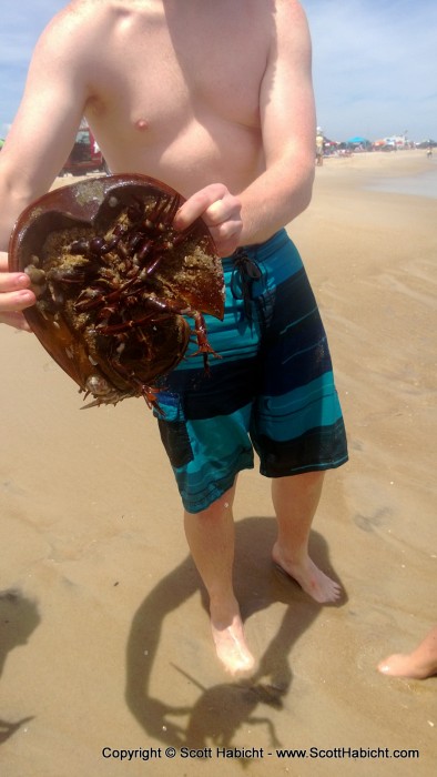 There were more than a few horseshoe crabs on the beach.