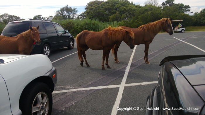 Being as it is Assateague, we did see some wild horses.