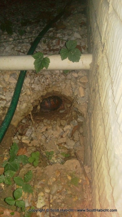 I found where the turtle was hiding under my deck.