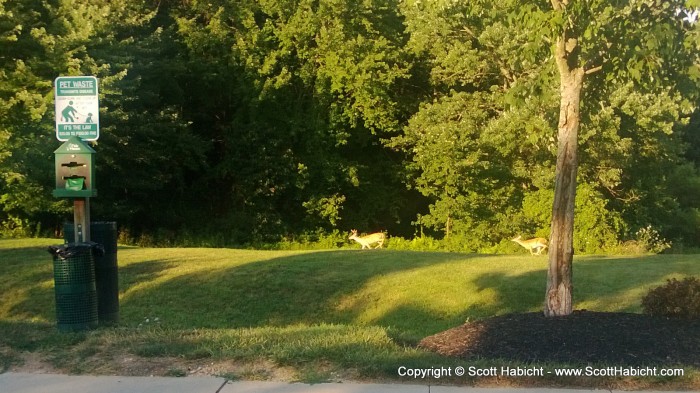 Of course, there is plenty of wildlife in my neighborhood, like these deer.