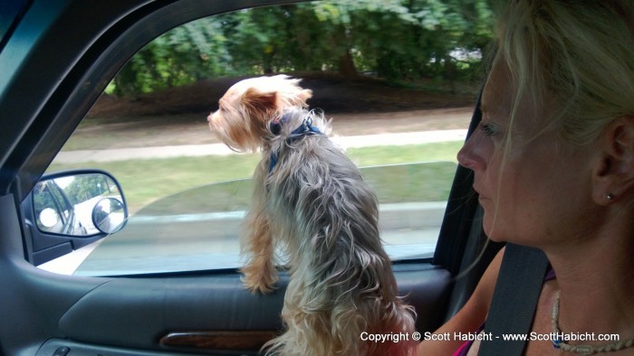 As like any dog, Riley loves it when the window is down.