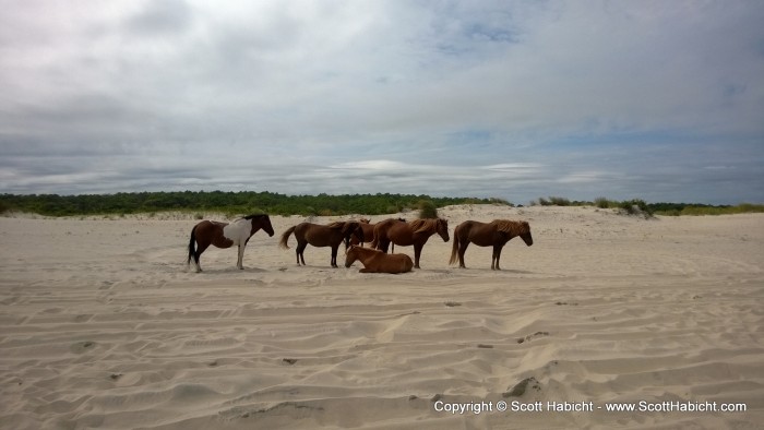 There were a few herds of horses.