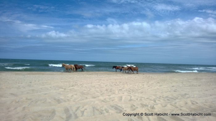 These horses were just standing and staring at the ocean.