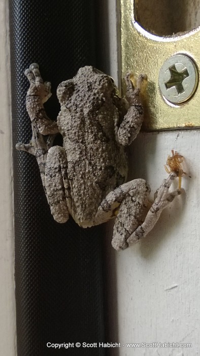 I found this frog inside my door AFTER opening the door. The frog had wedged himself in the door frame while it was shut.