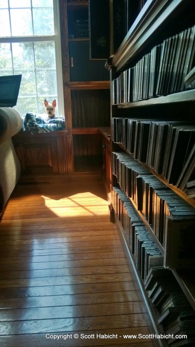 Working on organizing my CDs, and Riley found a good place to sit.