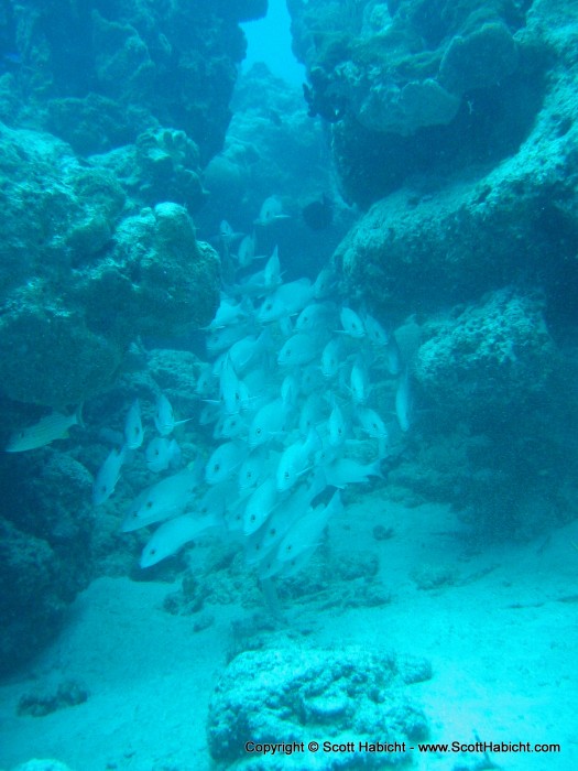 They hid in between the rocks to avoid the strong current.